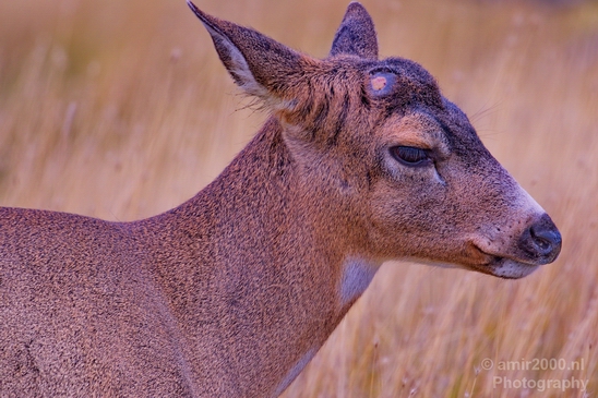 Elk_Alaska_wild_life_nature_Usa_Photography_002_Canon_EOS_5D_Mark_IV.JPG
