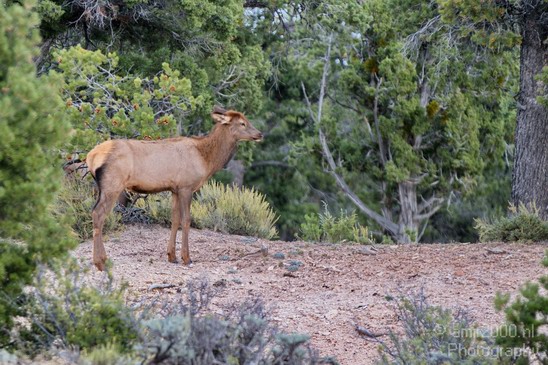 Elk_animal_nature_usa_Photography_001_Canon_EOS_7D.JPG