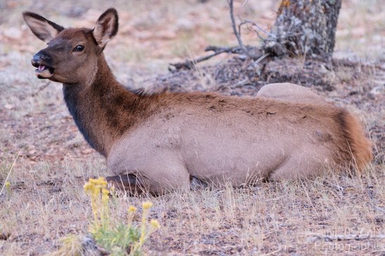 Elk_animal_nature_usa_Photography_003_Canon_EOS_7D.JPG