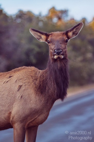 Elk_animal_nature_usa_Photography_004_Canon_EOS_7D.JPG