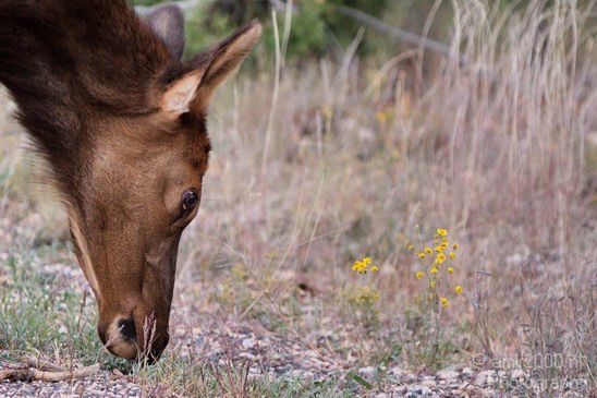 Elk_animal_nature_usa_Photography_005_Canon_EOS_7D.JPG