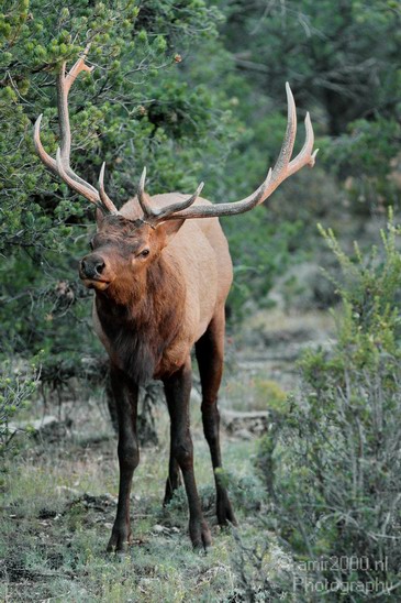 Elk_animal_nature_usa_Photography_008_Canon_EOS_7D.JPG