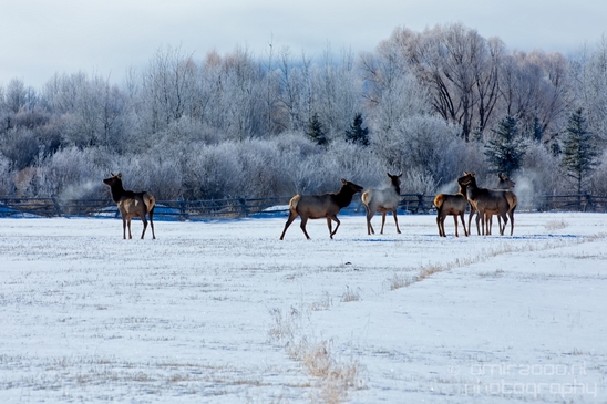 Elk_in_winter_wonderland_Grand_Teton_Wyoming_USA_nature_landscape_Photography_001_Canon_EOS_5D_Mark_IV.JPG