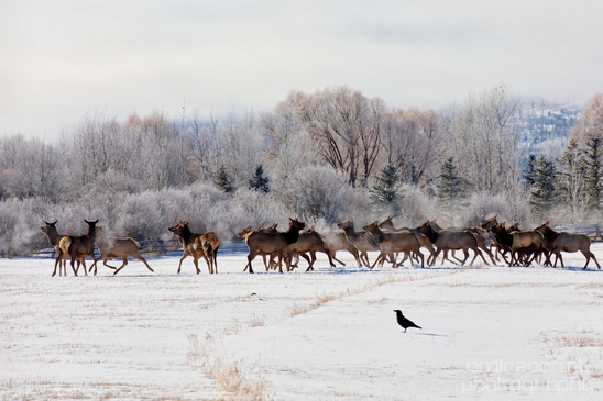 Elk_in_winter_wonderland_Grand_Teton_Wyoming_USA_nature_landscape_Photography_002_Canon_EOS_5D_Mark_IV.JPG