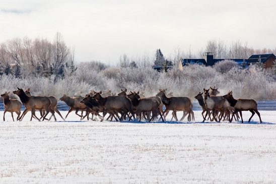 Elk_in_winter_wonderland_Grand_Teton_Wyoming_USA_nature_landscape_Photography_003_Canon_EOS_5D_Mark_IV.JPG