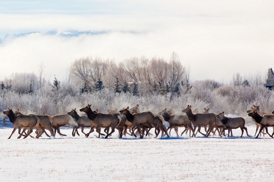 Elk_in_winter_wonderland_Grand_Teton_Wyoming_USA_nature_landscape_Photography_004_Canon_EOS_5D_Mark_IV.JPG