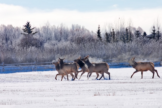 Elk_in_winter_wonderland_Grand_Teton_Wyoming_USA_nature_landscape_Photography_005_Canon_EOS_5D_Mark_IV.JPG