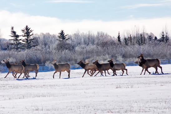Elk_in_winter_wonderland_Grand_Teton_Wyoming_USA_nature_landscape_Photography_006_Canon_EOS_5D_Mark_IV.JPG