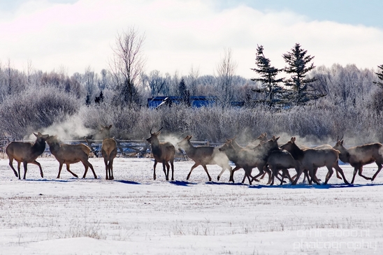 Elk_in_winter_wonderland_Grand_Teton_Wyoming_USA_nature_landscape_Photography_007_Canon_EOS_5D_Mark_IV.JPG