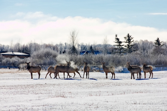 Elk_in_winter_wonderland_Grand_Teton_Wyoming_USA_nature_landscape_Photography_008_Canon_EOS_5D_Mark_IV.JPG