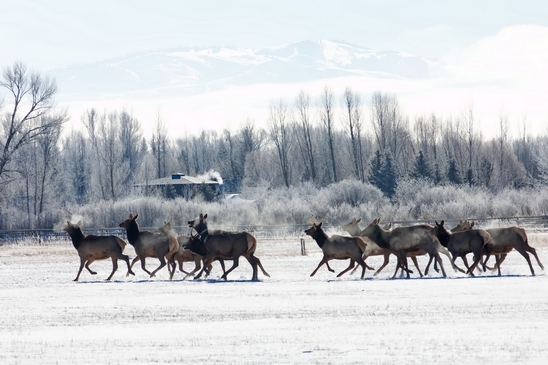 Elk_in_winter_wonderland_Grand_Teton_Wyoming_USA_nature_landscape_Photography_009_Canon_EOS_5D_Mark_IV.JPG