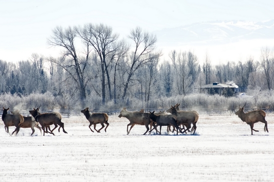 Elk_in_winter_wonderland_Grand_Teton_Wyoming_USA_nature_landscape_Photography_010_Canon_EOS_5D_Mark_IV.JPG