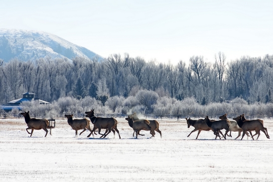 Elk_in_winter_wonderland_Grand_Teton_Wyoming_USA_nature_landscape_Photography_011_Canon_EOS_5D_Mark_IV.JPG