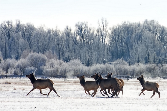 Elk_in_winter_wonderland_Grand_Teton_Wyoming_USA_nature_landscape_Photography_012_Canon_EOS_5D_Mark_IV.JPG
