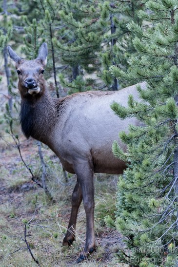 Elk_usa_Nature_Photography_002_Canon_EOS_7D.JPG