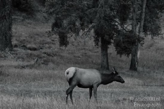 Elk_usa_Nature_Photography_003_Canon_EOS_7D.JPG