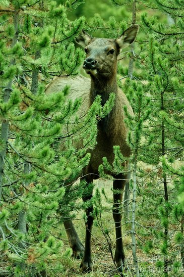 Elk_usa_Nature_Photography_004_Canon_EOS_7D.JPG