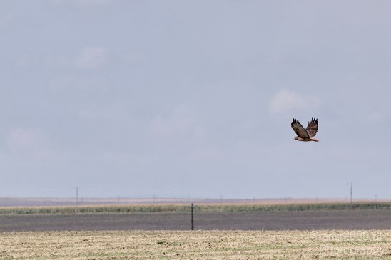 Falcon_usa_Nature_Photography_002_Canon_EOS_7D.JPG