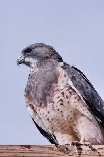 Falcon_usa_Nature_Photography_003_Canon_EOS_7D.JPG