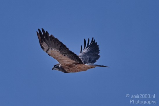 Falcon_usa_Nature_Photography_005_Canon_EOS_7D.JPG