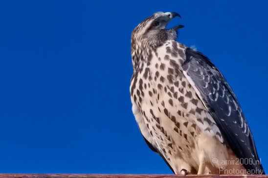 Falcon_usa_Nature_Photography_007_Canon_EOS_7D.JPG