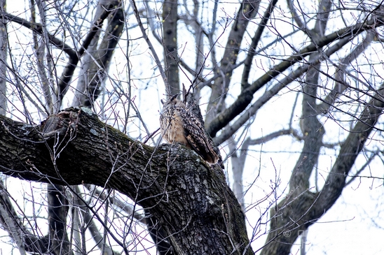 Flaco_Owl_nature_Central_park_NYC_USA_Photography_003_Canon_EOS_5D_Mark_IV.JPG