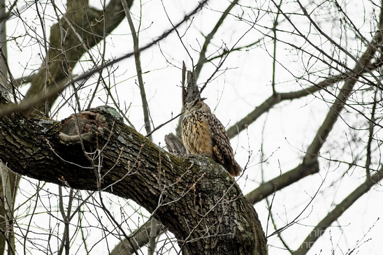 Flaco_Owl_nature_Central_park_NYC_USA_Photography_004_Canon_EOS_5D_Mark_IV.JPG
