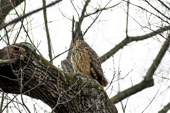 Flaco_Owl_nature_Central_park_NYC_USA_Photography_006_Canon_EOS_5D_Mark_IV.JPG