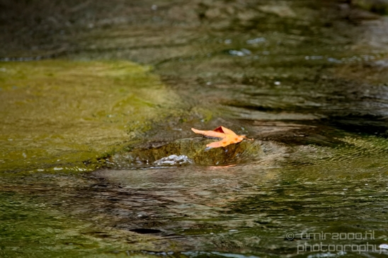 Granite_Falls_Fish_Ladder_Washington_state_nature_landscape_Usa_Photography_031_Canon_EOS_5D_Mark_IV.JPG