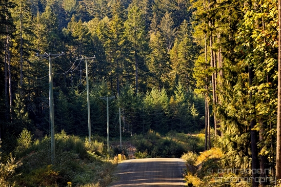 Haslam_Creek_Suspension_Bridge_Nanaimo_nature_landsacpe_Vancouver_Island_Canada_Usa_Photography_006_Canon_EOS_5D_Mark_IV.JPG