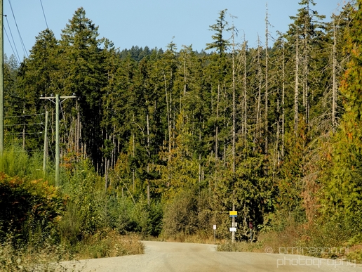 Haslam_Creek_Suspension_Bridge_Nanaimo_nature_landsacpe_Vancouver_Island_Canada_Usa_Photography_007_Canon_EOS_5D_Mark_IV.JPG