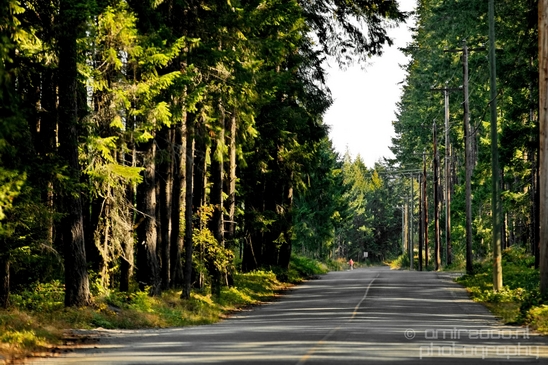 Haslam_Creek_Suspension_Bridge_Nanaimo_nature_landsacpe_Vancouver_Island_Canada_Usa_Photography_034_Canon_EOS_5D_Mark_IV.JPG