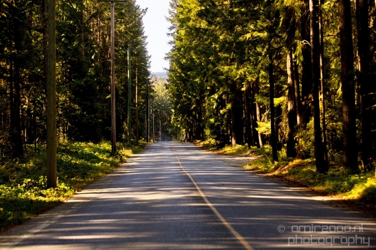Haslam_Creek_Suspension_Bridge_Nanaimo_nature_landsacpe_Vancouver_Island_Canada_Usa_Photography_035_Canon_EOS_5D_Mark_IV.JPG