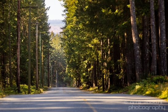 Haslam_Creek_Suspension_Bridge_Nanaimo_nature_landsacpe_Vancouver_Island_Canada_Usa_Photography_036_Canon_EOS_5D_Mark_IV.JPG
