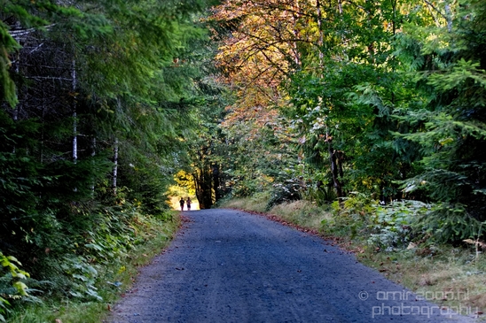 Haslam_Creek_Suspension_Bridge_Nanaimo_nature_landsacpe_Vancouver_Island_Canada_Usa_Photography_044_Canon_EOS_5D_Mark_IV.JPG