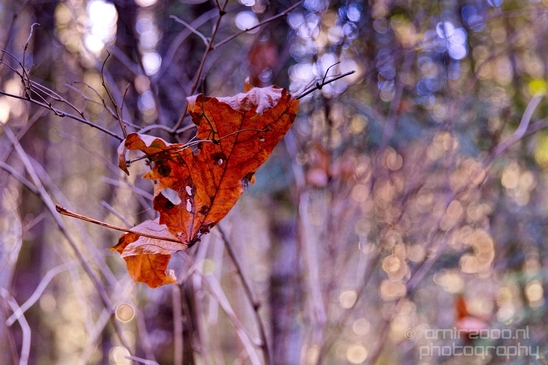 Haslam_Creek_Suspension_Bridge_Nanaimo_nature_landsacpe_Vancouver_Island_Canada_Usa_Photography_052_Canon_EOS_5D_Mark_IV.JPG