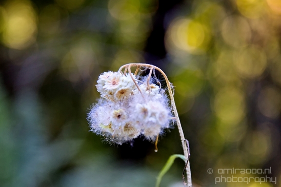 Haslam_Creek_Suspension_Bridge_Nanaimo_nature_landsacpe_Vancouver_Island_Canada_Usa_Photography_054_Canon_EOS_5D_Mark_IV.JPG