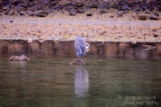Heron_Des_Moines_Beach_Park_Seattle_Southside_Washington_state_nature_Usa_Photography_001_Canon_EOS_5D_Mark_IV.JPG