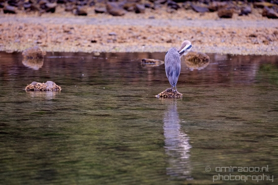 Heron_Des_Moines_Beach_Park_Seattle_Southside_Washington_state_nature_Usa_Photography_002_Canon_EOS_5D_Mark_IV.JPG