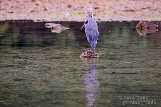 Heron_Des_Moines_Beach_Park_Seattle_Southside_Washington_state_nature_Usa_Photography_003_Canon_EOS_5D_Mark_IV.JPG