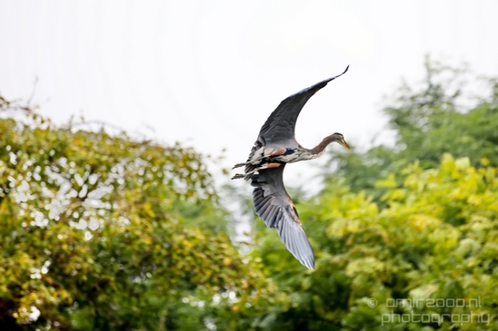 Heron_Des_Moines_Beach_Park_Seattle_Southside_Washington_state_nature_Usa_Photography_004_Canon_EOS_5D_Mark_IV.JPG
