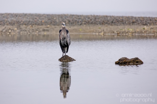 Heron_Des_Moines_Beach_Park_Seattle_Southside_Washington_state_nature_Usa_Photography_006_Canon_EOS_5D_Mark_IV.JPG