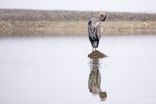 Heron_Des_Moines_Beach_Park_Seattle_Southside_Washington_state_nature_Usa_Photography_007_Canon_EOS_5D_Mark_IV.JPG