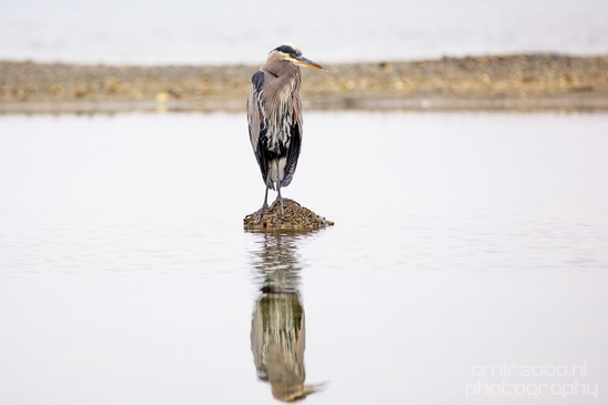 Heron_Des_Moines_Beach_Park_Seattle_Southside_Washington_state_nature_Usa_Photography_008_Canon_EOS_5D_Mark_IV.JPG