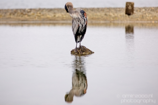 Heron_Des_Moines_Beach_Park_Seattle_Southside_Washington_state_nature_Usa_Photography_010_Canon_EOS_5D_Mark_IV.JPG