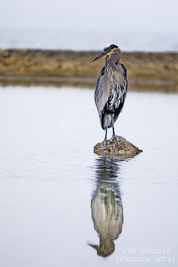 Heron_Des_Moines_Beach_Park_Seattle_Southside_Washington_state_nature_Usa_Photography_011_Canon_EOS_5D_Mark_IV.JPG