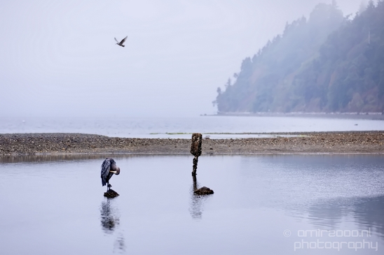 Heron_Des_Moines_Beach_Park_Seattle_Southside_Washington_state_nature_Usa_Photography_012_Canon_EOS_5D_Mark_IV.JPG
