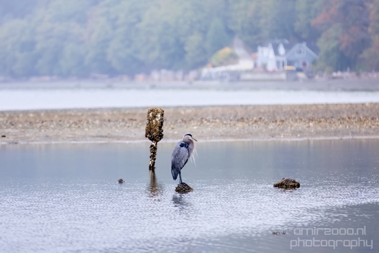 Heron_Des_Moines_Beach_Park_Seattle_Southside_Washington_state_nature_Usa_Photography_013_Canon_EOS_5D_Mark_IV.JPG