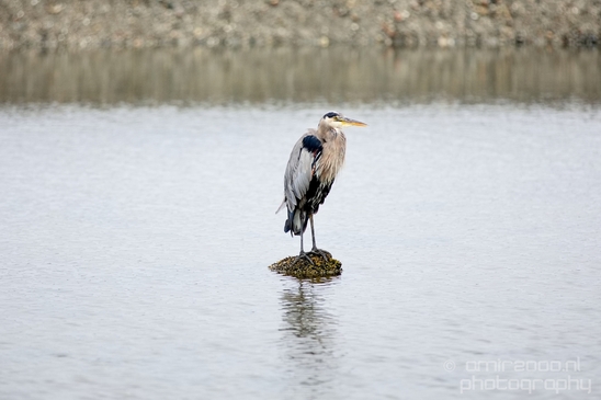 Heron_Des_Moines_Beach_Park_Seattle_Southside_Washington_state_nature_Usa_Photography_014_Canon_EOS_5D_Mark_IV.JPG