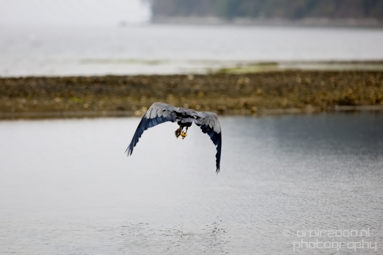 Heron_Des_Moines_Beach_Park_Seattle_Southside_Washington_state_nature_Usa_Photography_015_Canon_EOS_5D_Mark_IV.JPG